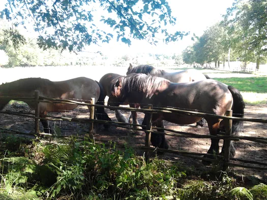 Openluchtmuseum Bokrijk (België)